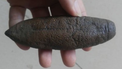 海參外皮怎么處理干凈，使用木瓜蛋白酶還是復(fù)合酶呢