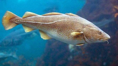 木瓜蛋白酶、堿性蛋白酶制備魚皮膠原蛋白肽的工藝控制點