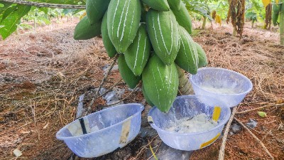木瓜蛋白酶、風(fēng)味酶在寵物誘食風(fēng)味劑中的應(yīng)用