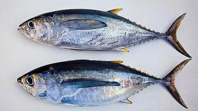 如何酶解金槍魚下腳料制備蛋白粉？