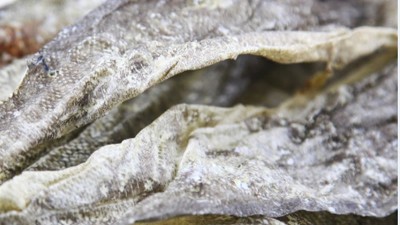 生產(chǎn)900道爾頓膠原蛋白肽，復合蛋白酶的優(yōu)勢有哪些？